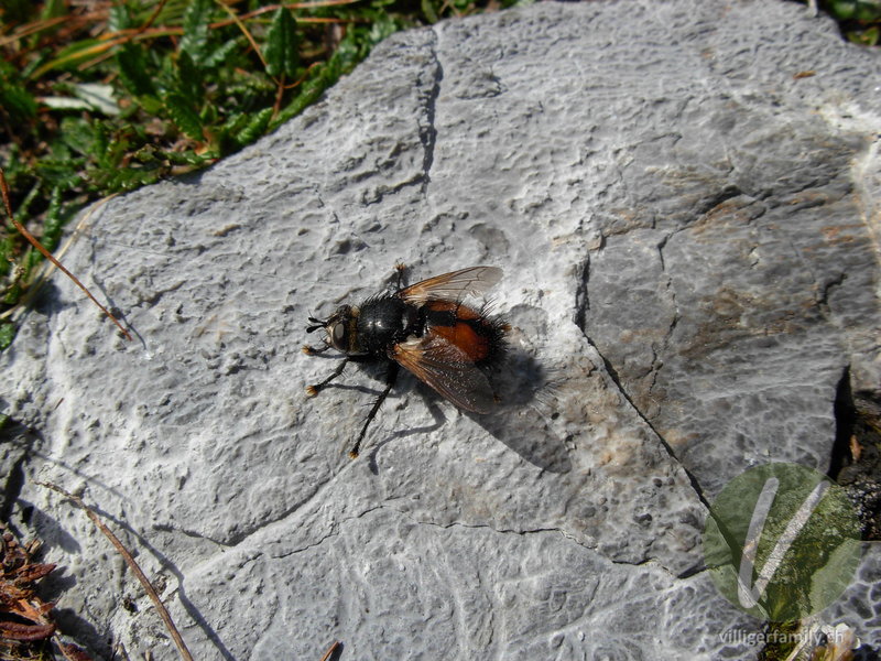 Raupenfliege (Tachina fera): Übersicht